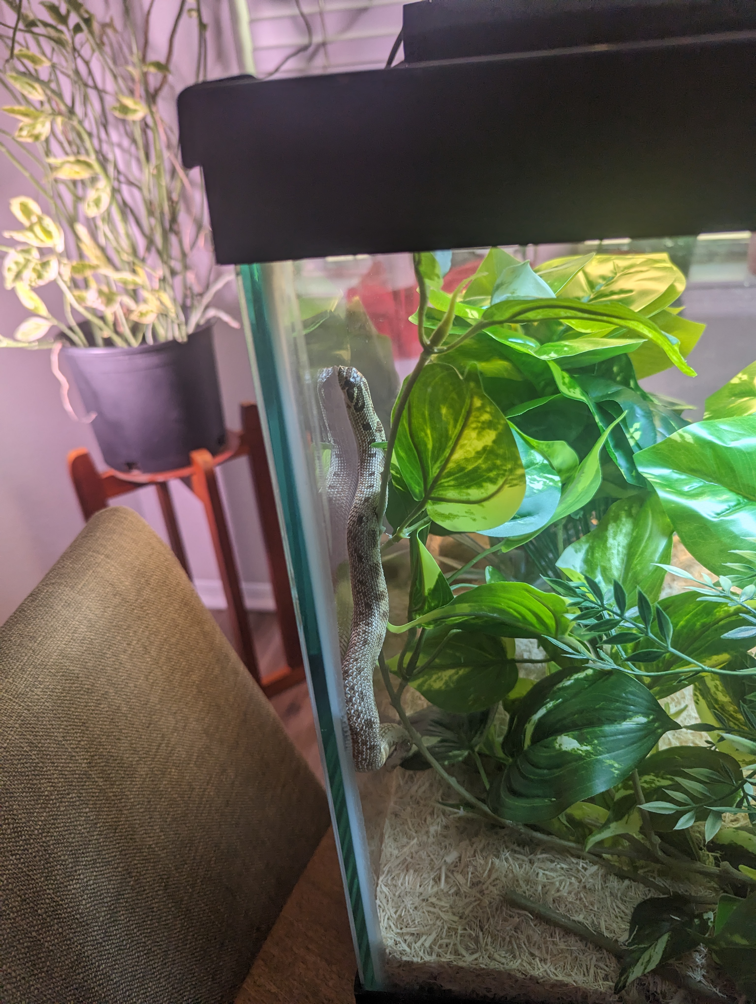 My snake, Gouache, climbing up the side of his enclosure
